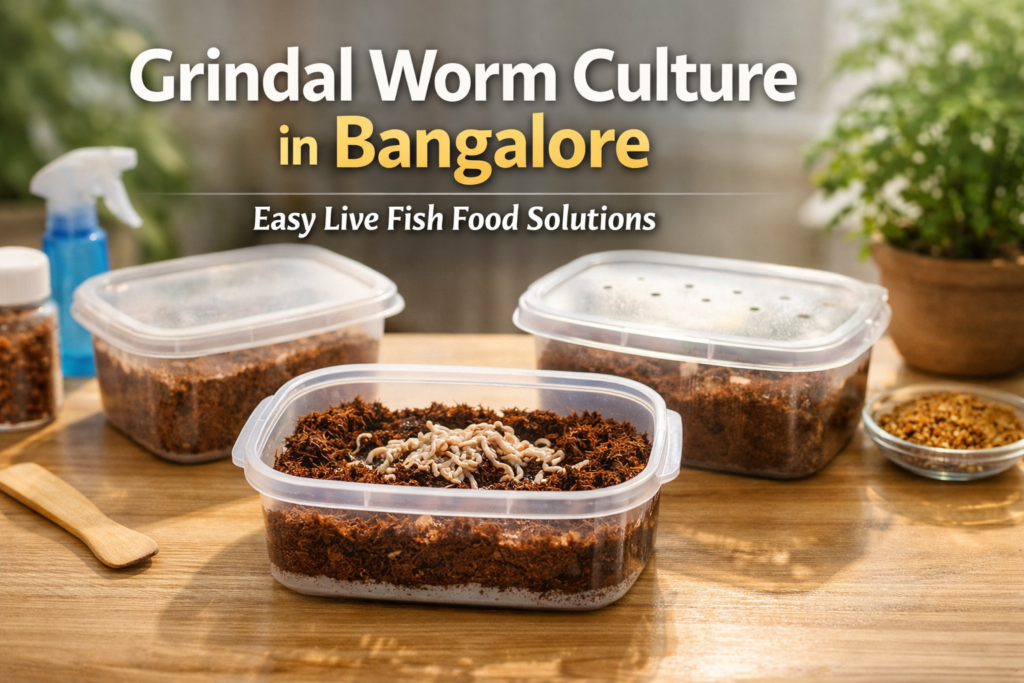 Grindal worms culture in bangalore | Buy Online at Royal Aquarium