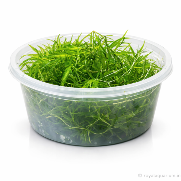 Guppy grass