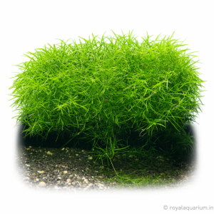 Guppy grass Plants