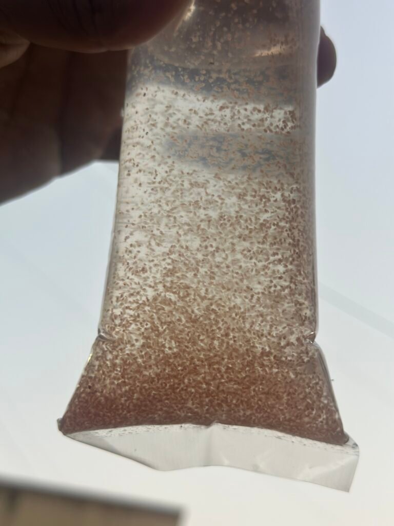 Moina Culture for Fish Fry | Live Starter Culture in India 3