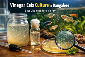 vinegar eels culture in bangalore