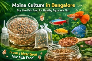 live moina culture in bangalore