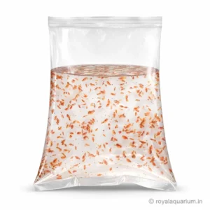 Moina-Culture-for-fries-1