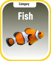 Royal Aquarium | Buy Online at Royal Aquarium