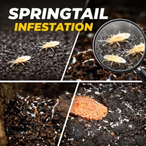 Springtails