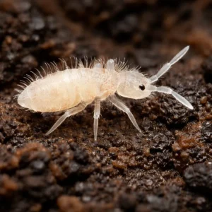 springtails