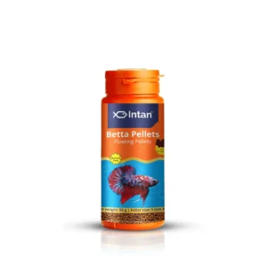 Intan_Growel_Betta_55g