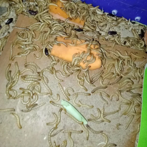 Buy Live Mealworms Online – Royal Aquarium Live Mealworms | Buy Online at Royal Aquarium