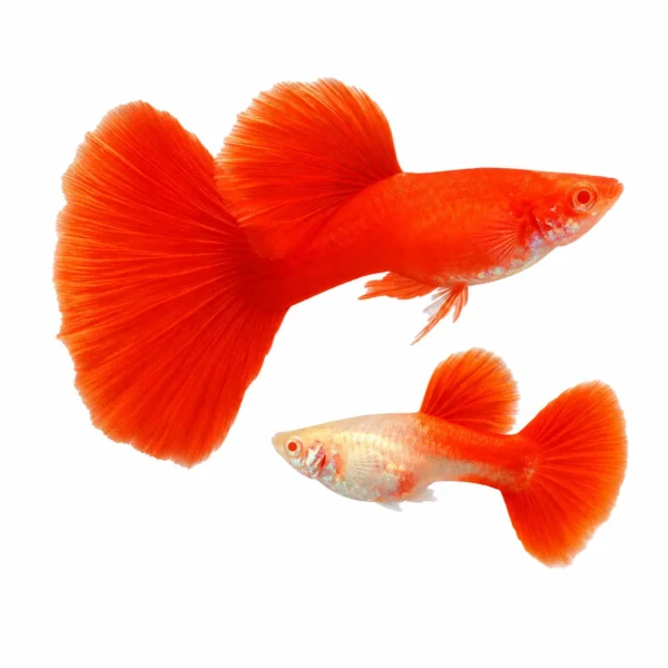 Albino Full Red Guppy