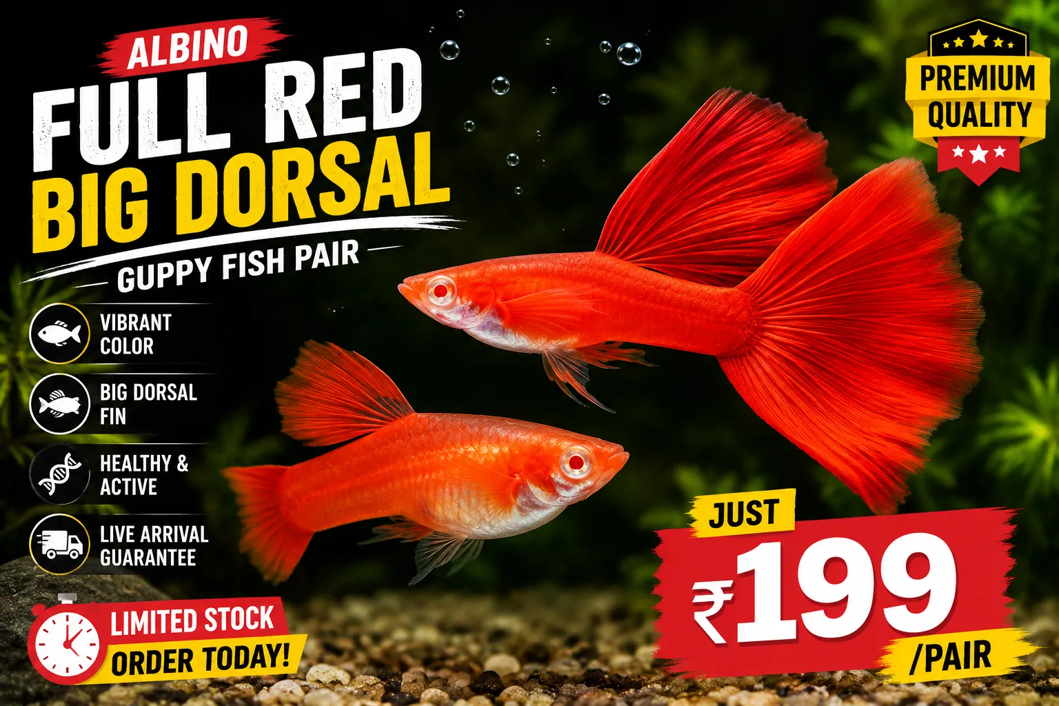 Albino Full Red