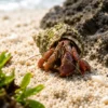 Buy Hermit Crab Online – Royal Aquarium Hermit Crab Sale