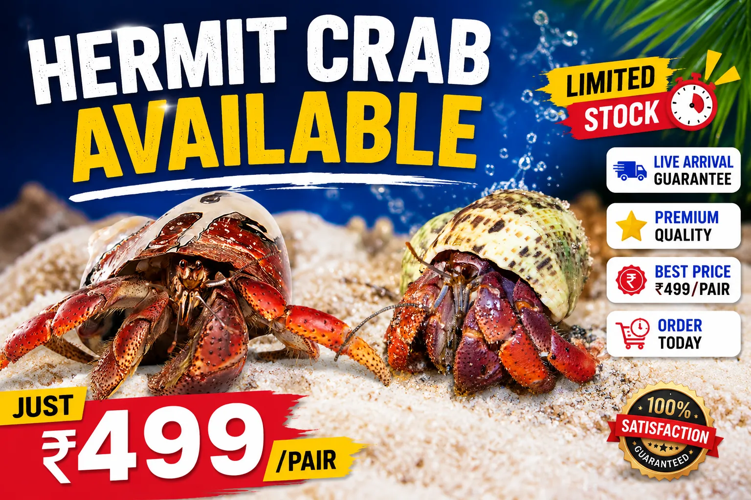 hermit crab