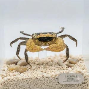Batik Crab