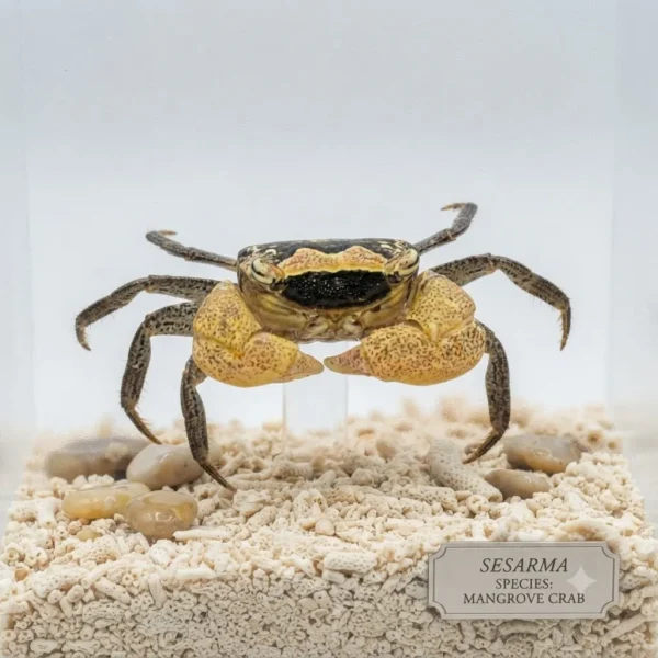 Batik Crab
