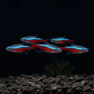 Neon Tetra
