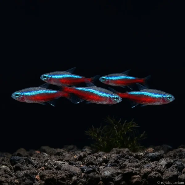 Neon Tetra