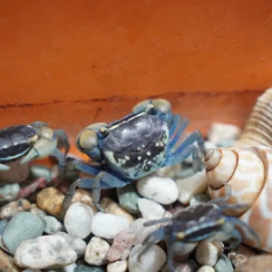 Purple Crab (Pair)