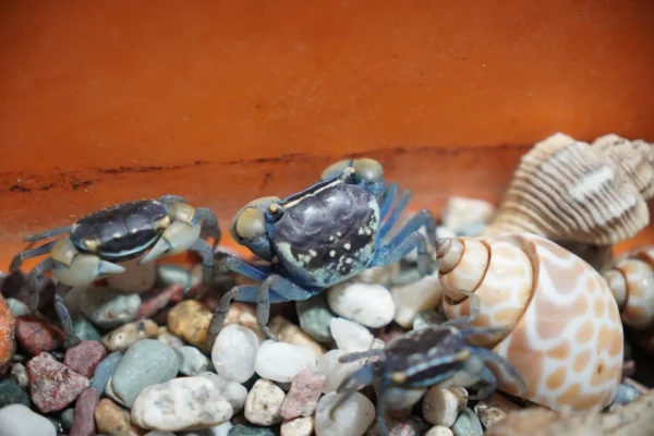Purple Crab (Pair) | Buy Online at Royal Aquarium
