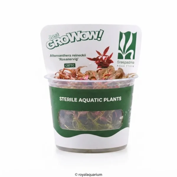 Buy Alternanthera reineckii 'Rosanervig' Online – Royal Aquarium alternanthera reineckii rosanervig tc cups