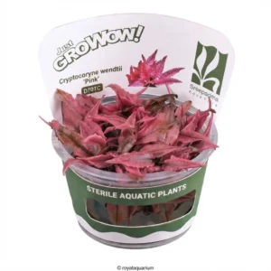 Cryptocoryne Wendtii 'Pink