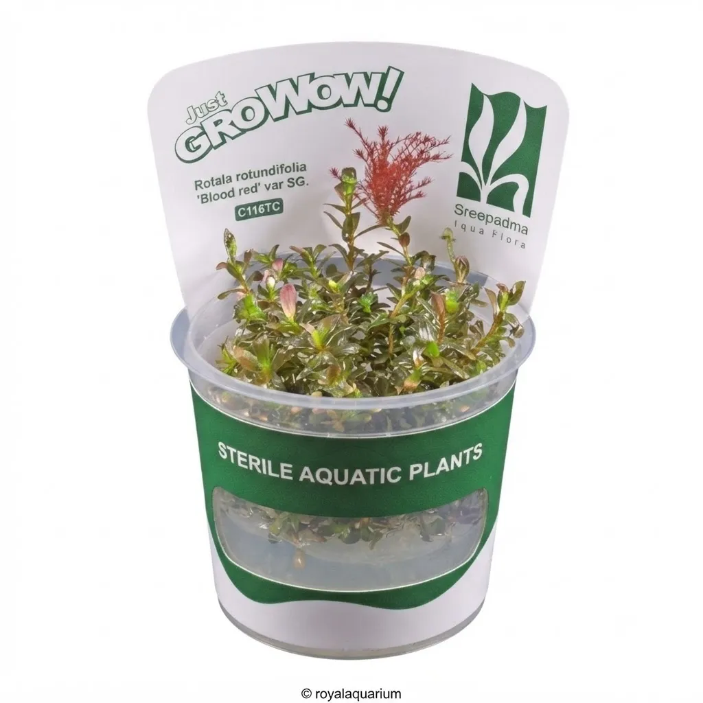 rotala rotundifolia blood red tc cups