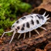 dairy cow isopods for terrariums